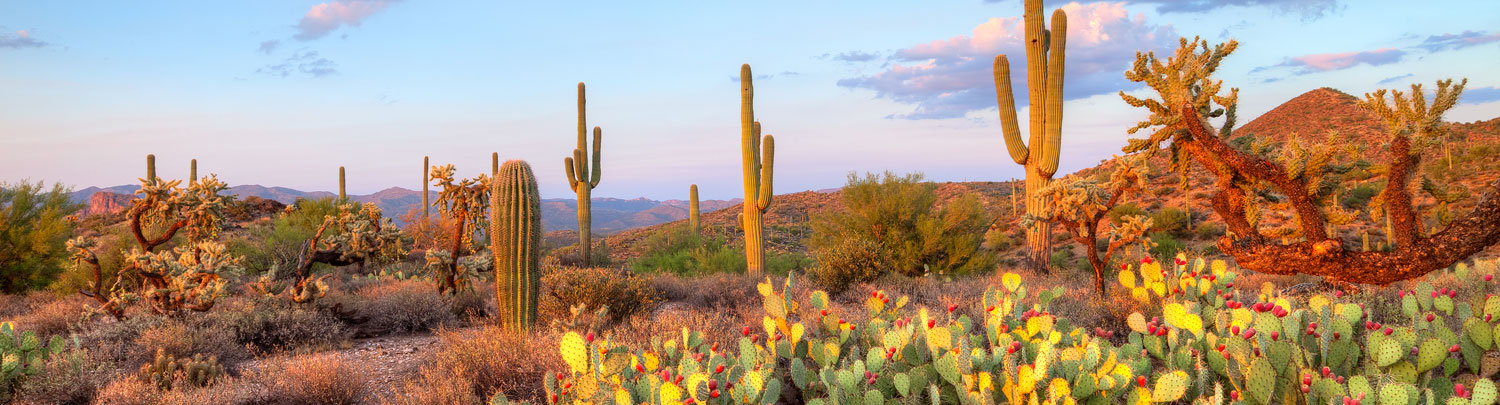 Glendale  Visit Arizona